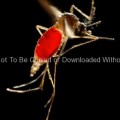 Female (Aedes aegypti) mosquito 91_87_lores