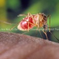 A Culex quinquefasciatus mosquito (after a blood meal)