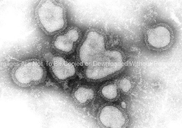 Influenza A Virions