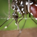 The Proboscis of an Aedes albopictus Mosquito