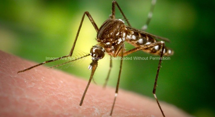 Female Aedes aegypti mosquito
