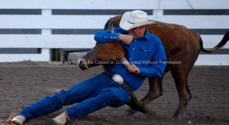 Rodeo cowboy steer wrestling at Cheyenne Frontier Days Rodeo