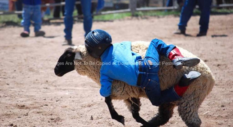 Little Cowboy Mutton Busting at a Small Town Rodeo