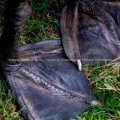 Webbed feet of a black swan