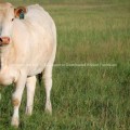 Charlois Cow (White Cow)