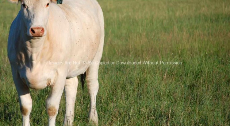 Charlois Cow (White Cow)