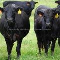 Two black angus cows in a field
