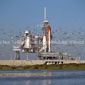 Flock-of-Birds-Near-the-Space-Shuttle