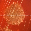 Colony of Clostridium sp stock photo