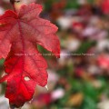 Bright Red Leaf in Autumn