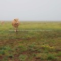 Cow and calf grazing on foggy morning