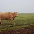 Cow in muddy field