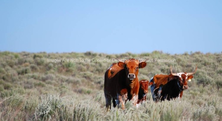 Shorthorn Cattle in Field