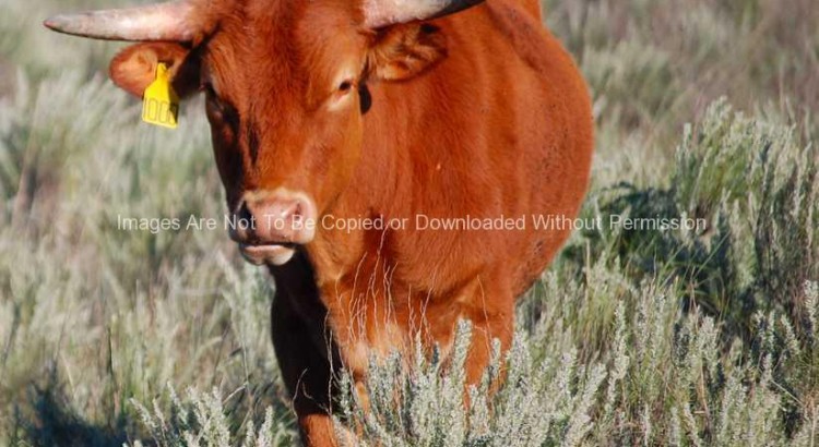 Shorthorn cow standing in brush