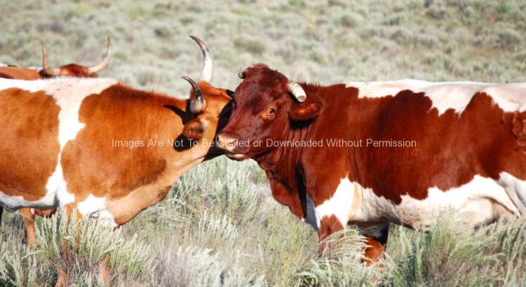 Cow sharing a secret