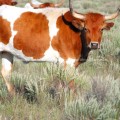 Shorthorn Cow in Dry Pasture