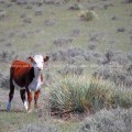 Calf in dry field
