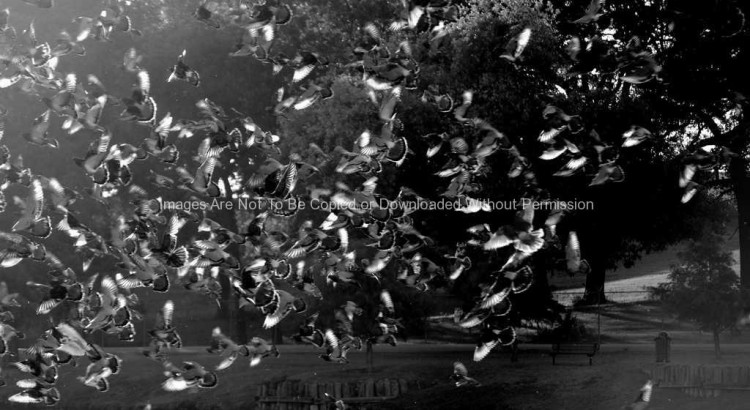 Flock of Pigeons