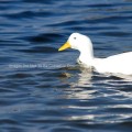White Duck in Clear Blue Water