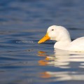 Half of a White Duck in Blue Water