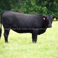 Black Angus cow in a field