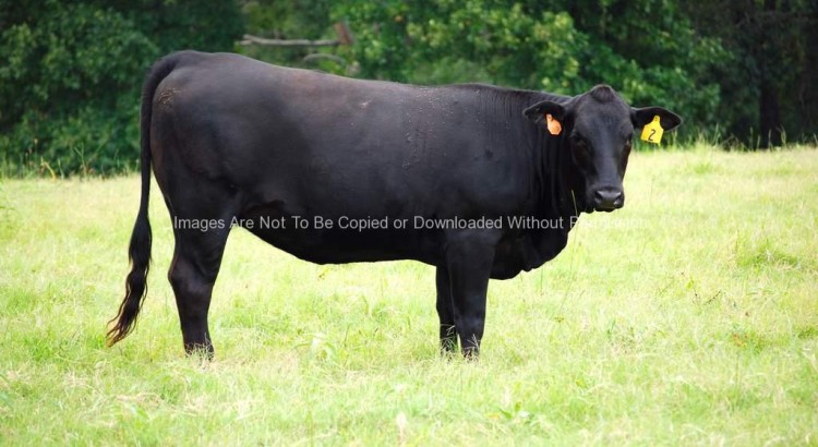 Black Angus cow in a field