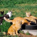 Eight barn cats at their food bowl