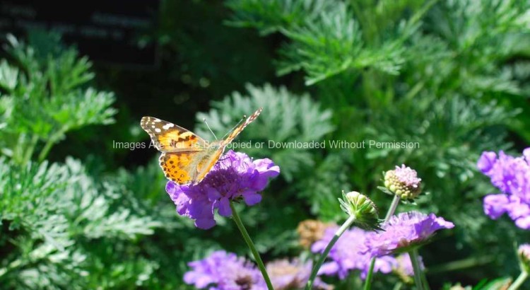 Butterfly on Purple Flowers