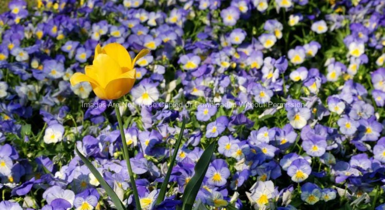 One Yellow Flower in Field of Purple Flowers
