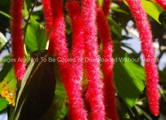 Red Hot Cattail Acalypha hispide hispida